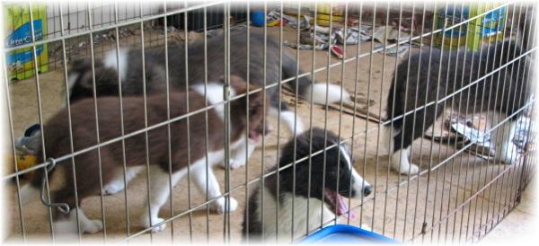 wilsong border collie kennels