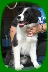 Izzy owned by  Wilsong Border Collie NO one else!