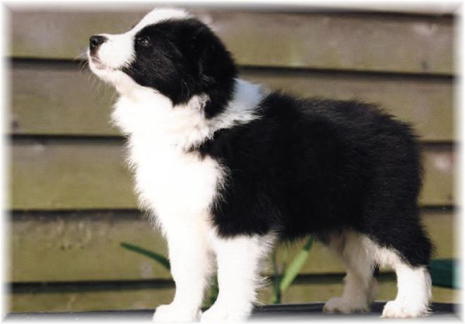 Julee 8 wks