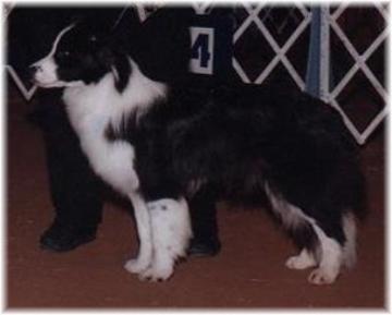 Wilsong's Julee 