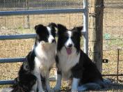 Julee & Shanghai - Wilsong Border Collies 
