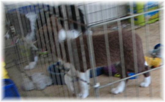 choclate border collie puppies