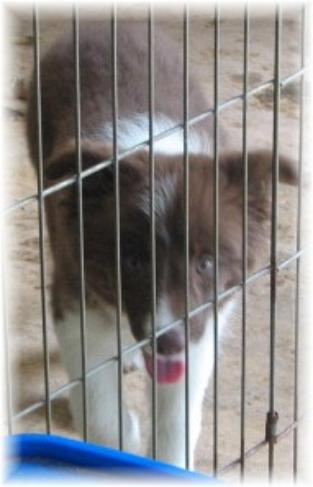 beautiful chocolate border collie puppies