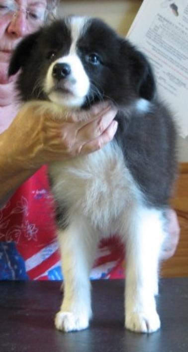 Wilsong Bound for Glory _ perfect dog
