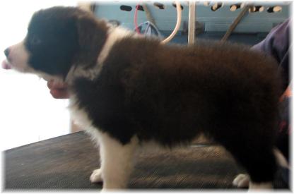 Wilsong Border Collies - Lil Glory  Stacked 