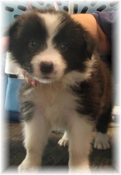 Wilsong Border Collies - Lil Glory at 6 weeks 