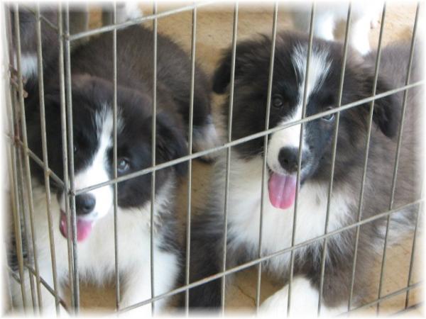 wilsong border collies