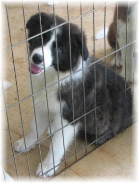 top notch show quality border collies