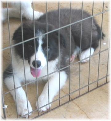 wilsong border collie kennels