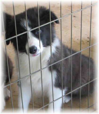 beautiful border collie puppies for sale