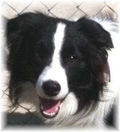 wilsong call to glory 