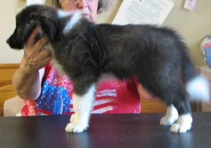 wilsong kennels long john