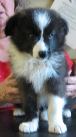 wilsong border collies