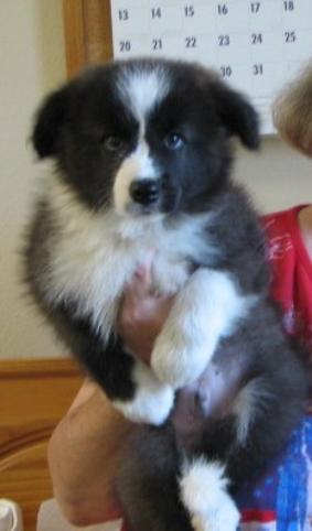 wilsong kennels long john