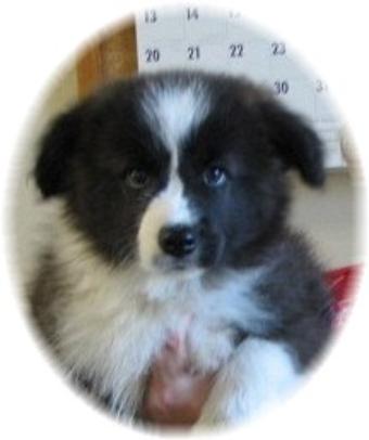 wilsong border collies long john