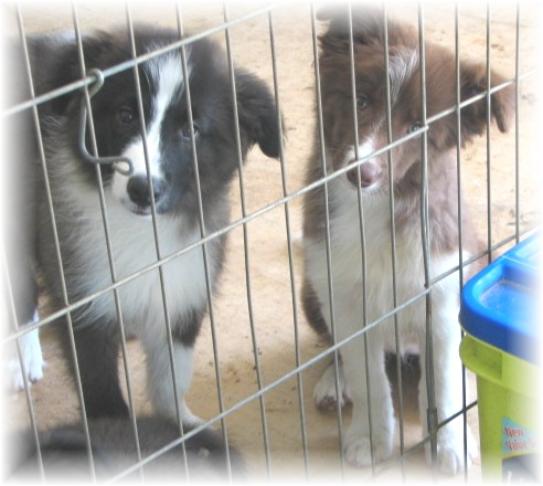 border collie puppies