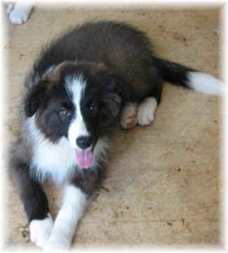 wilsong border collies