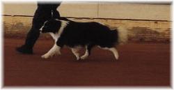 Hot Shot Reignmaker  - Braeyden moving - wilsong border collies