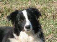 Wilsong Border Collies -  Glory 