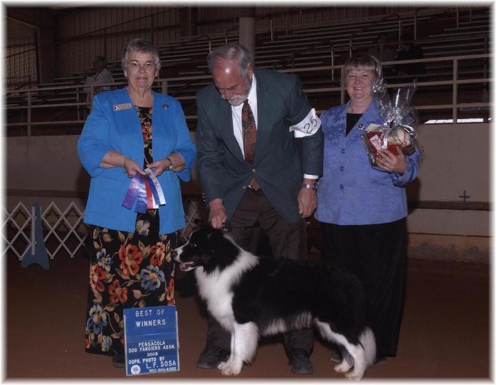 Wilsong Border Collies Braeyden Pensacola 2008
