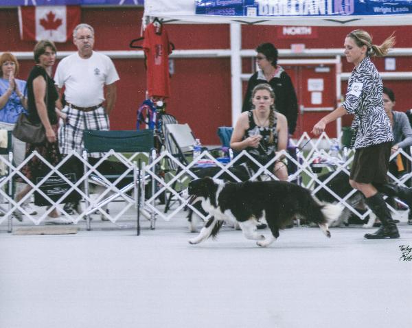 BCSA Nationals Wilsong Border Collie winning Veterans 