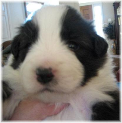 beautiful border collie puppy