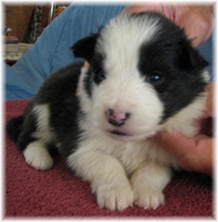 beautiful border collie puppy