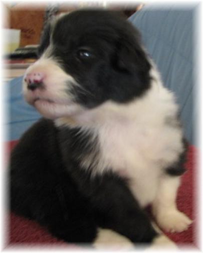 beautiful border collie puppy Rain