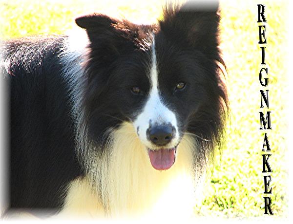 Wilsong Border Collies - The Reignmaker - Braeyden 