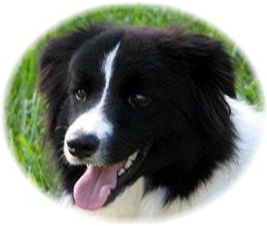 border collie puppies for sale 