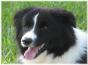 Wilsong Bordr Collies - Rowdy 