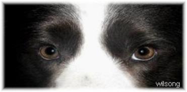 The Eyes of Wilsong's Shanghai Breezes