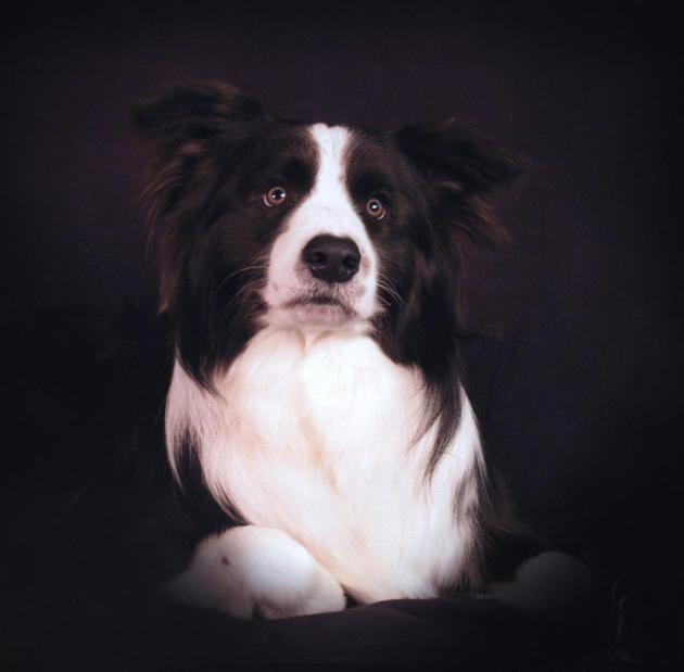 Wilsong's Shanghai Breezes