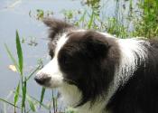 Shanghai by the pond - Wilsong Border Collies 