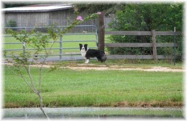 Wilsong's Shanghai guarding Gate