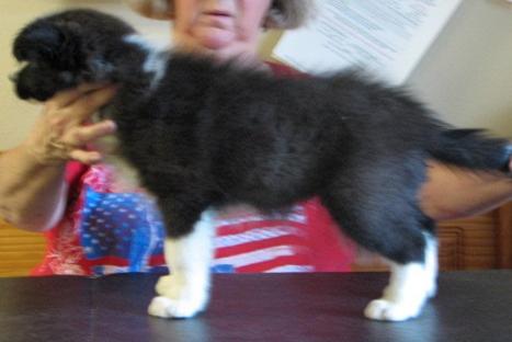 Wilsong Starr _ beautiful border collie