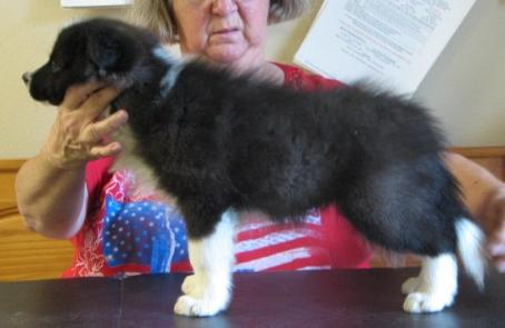 Wilsong Border Collie Starr