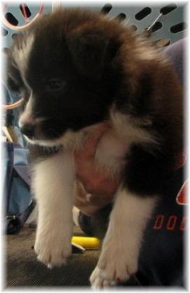 Wilsong Border Collies Star front view