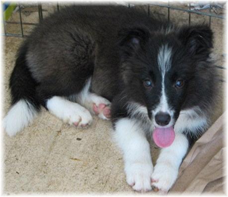 beautiful seal & white border collies