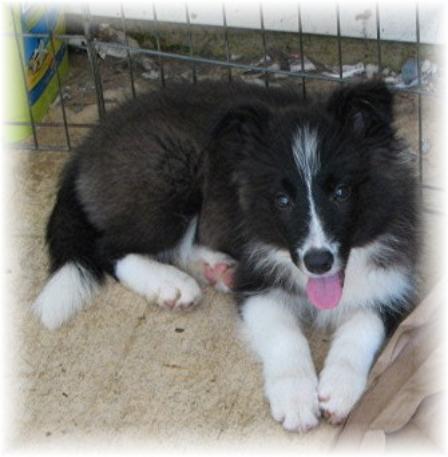 border collie puppies