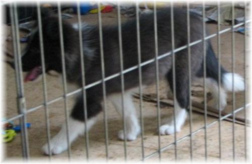 beautiful seal and white border collie