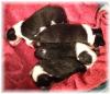 border collie puppies for sale