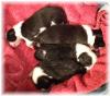 border collie puppies