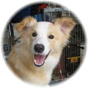 beautiful border collie for sale