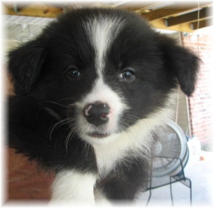 tuxedo girl wilsong kennels