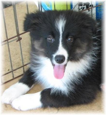 beautiful border collie puppy