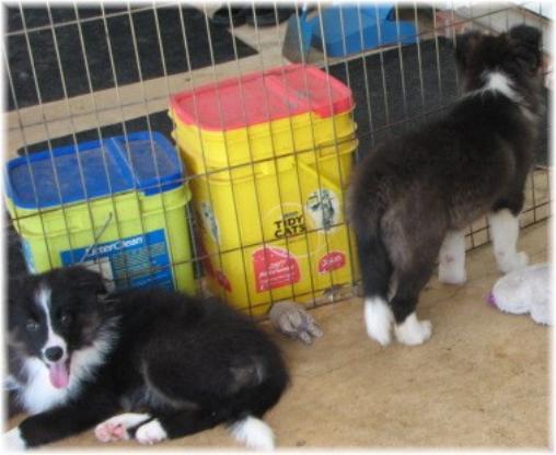 wilsong border collie puppies for sale