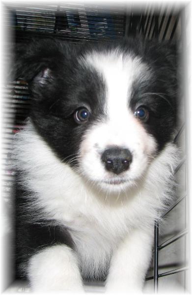 top quality border collie puppies for sale