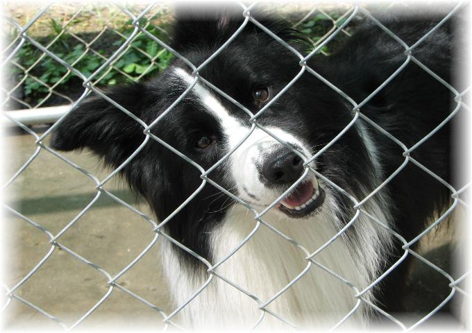 Wilsong's Braeyden- Wilsong Border Collies 