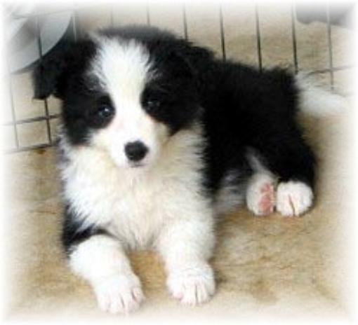 ZigZag Wilsong Border Collie